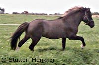 Og galop