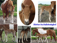 Blettur f. Ballebkgrd