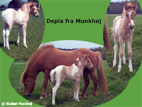 Depla f. Munkhj