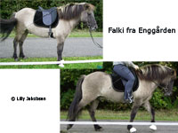 Flki f. Enggrden
