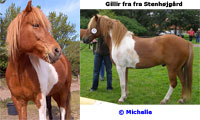 Gillir fra Stenhjgrd