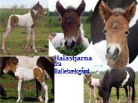 Halastjarna fra Ballebkgrd