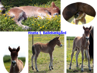 Hneta fra Ballebkgrd