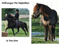 Hfrungur