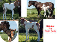 Kanna fra Stald Balle