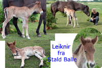 Leiknir fra Stald Balle