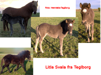 Litla Svala fra Teglborg