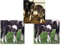 Ljflingur f. Ballebkgrd