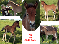Pila fra Stald Balle