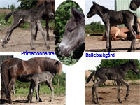Prmadonna fra Ballebkgrd