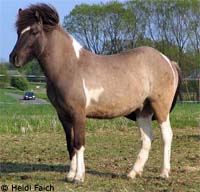 Randver f. Ballebkgrd