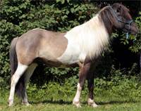 Reynir f. Ballebkgrd