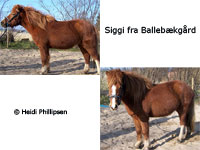 Siggi f. Ballebkgrd