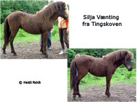 Silja Vnting fra Tingskoven
