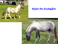 Skjni fra Grydegrd