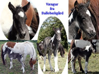 Vngur f. Ballebkgrd